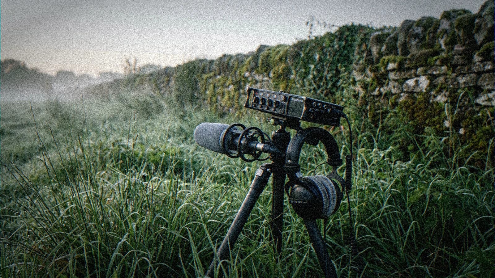 Enregistreur de terrain et micro canon sur trépied dans l'herbe humide à l'aube pour capter des ambiances